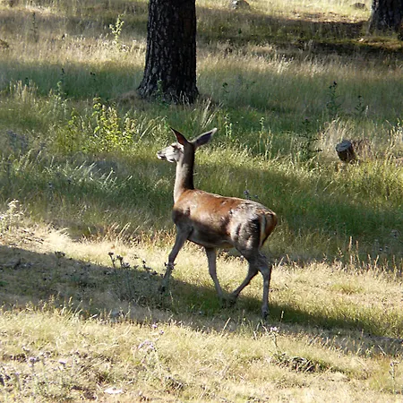 Mayas Quintanar de la Sierra