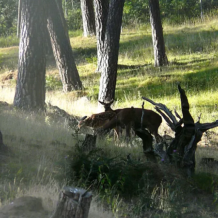 Mayas 4* Quintanar de la Sierra