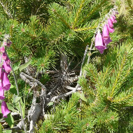 Mayas Quintanar de la Sierra