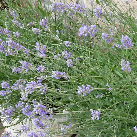 Mayas 4* Quintanar de la Sierra