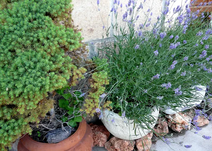 Mayas Quintanar de la Sierra