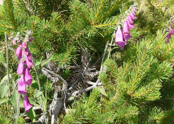 Mayas Quintanar de la Sierra