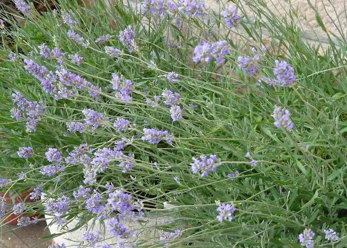 Mayas 4* Quintanar de la Sierra